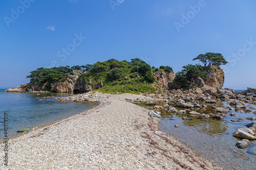 Pine tree on the sea shore Cape Astafieva, Primorsky krai, Russia