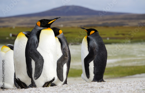 King Penguins