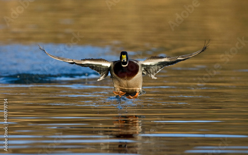 Wilde Eend, Mallard, Anas platyrhynchos photo