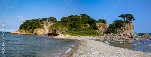 Pine tree on the sea shore Cape Astafieva, Primorsky krai, Russia