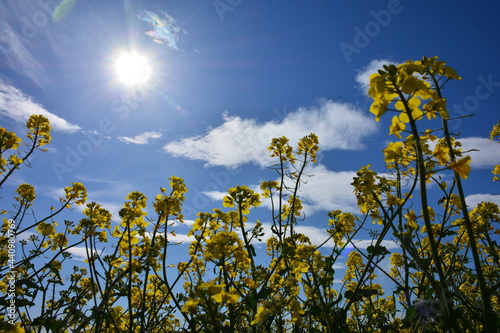 Yellow flowers of rapeseed against sky