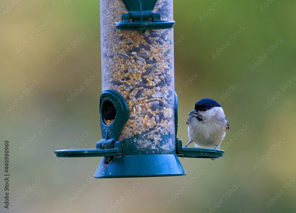 Naklejka premium Marsh Tit, Glanskop, Poecile palustris