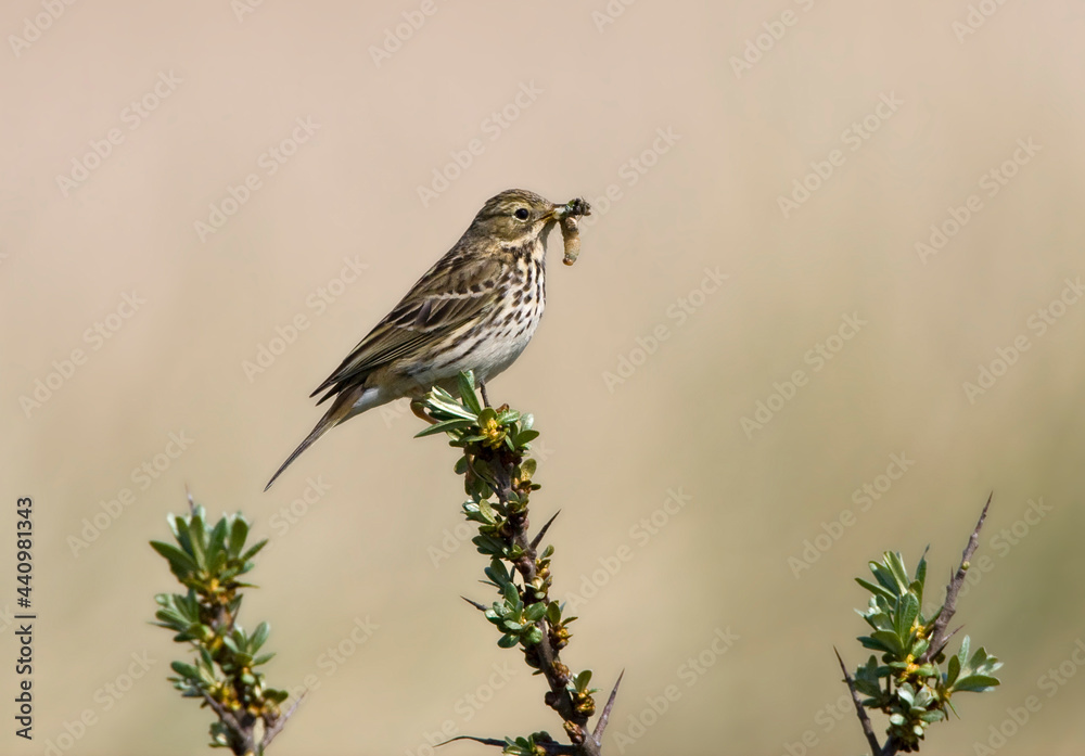 Graspieper, Meadow Pipit, Anthus pratensis Graspieper, Meadow Pipit, Anthus pratensis