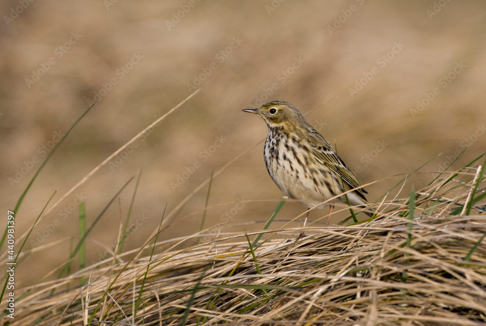 Graspieper, Meadow Pipit, Anthus pratensis Graspieper, Meadow Pipit, Anthus pratensis