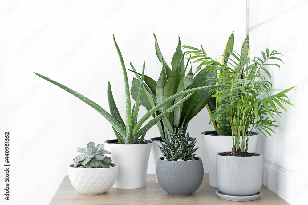 Home plants in different pots in a wooden table: sansevieria, succulents, aloe vera, hamedorea or Areca palm. Houseplants care concept.