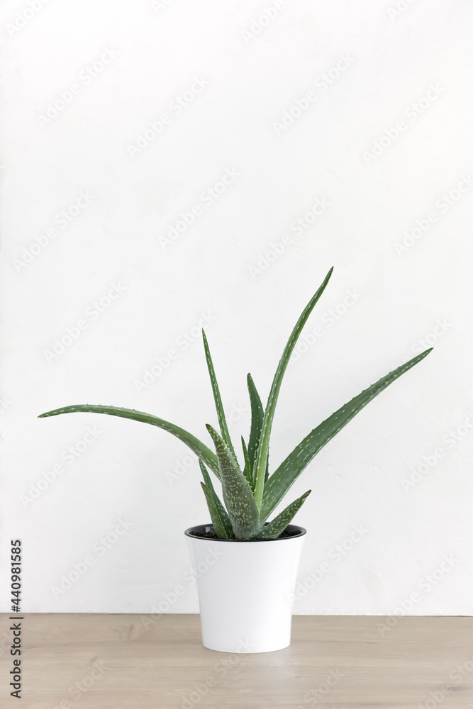 An aloe vera plant in a modern flower pot on a wooden table against a white wall background. The concept of minimalism. Houseplants in a modern interior.