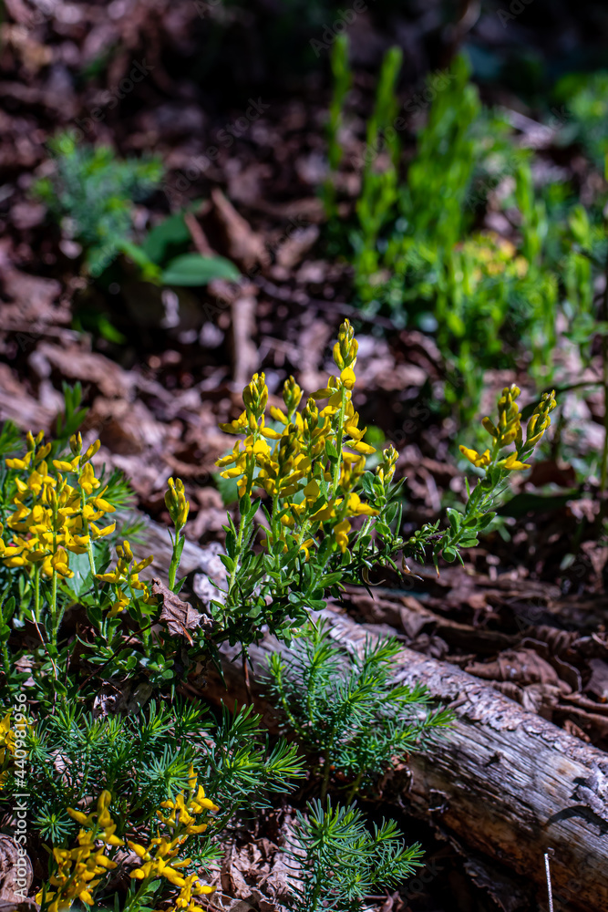 Genista tinctoria growing in the forest Genista tinctoria growing in the forest
