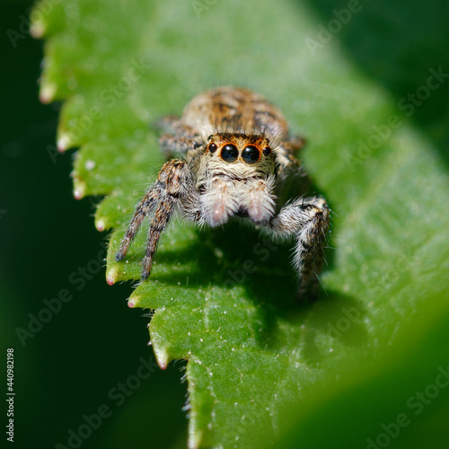 Female Carrhotus xanthogramma (Jumping spider) on a leaf photo
