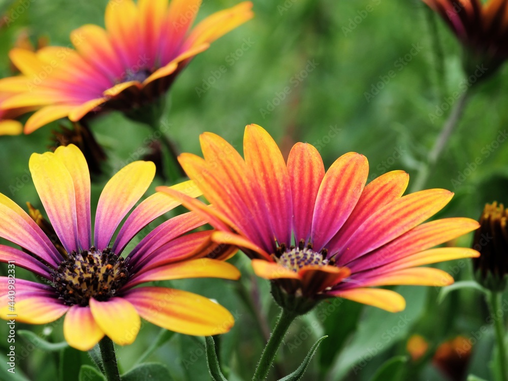 Bunte Kapkörbchenblüten Bunte Kapkörbchenblüten