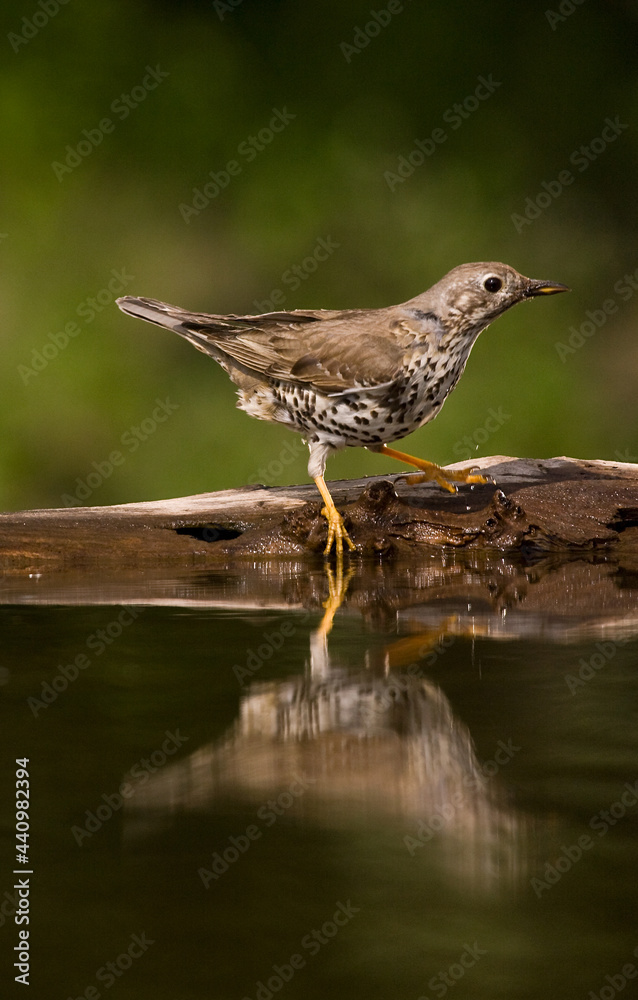 Grote Lijster, Mistle Thrush, Turdus viscivorus Grote Lijster, Mistle Thrush, Turdus viscivorus