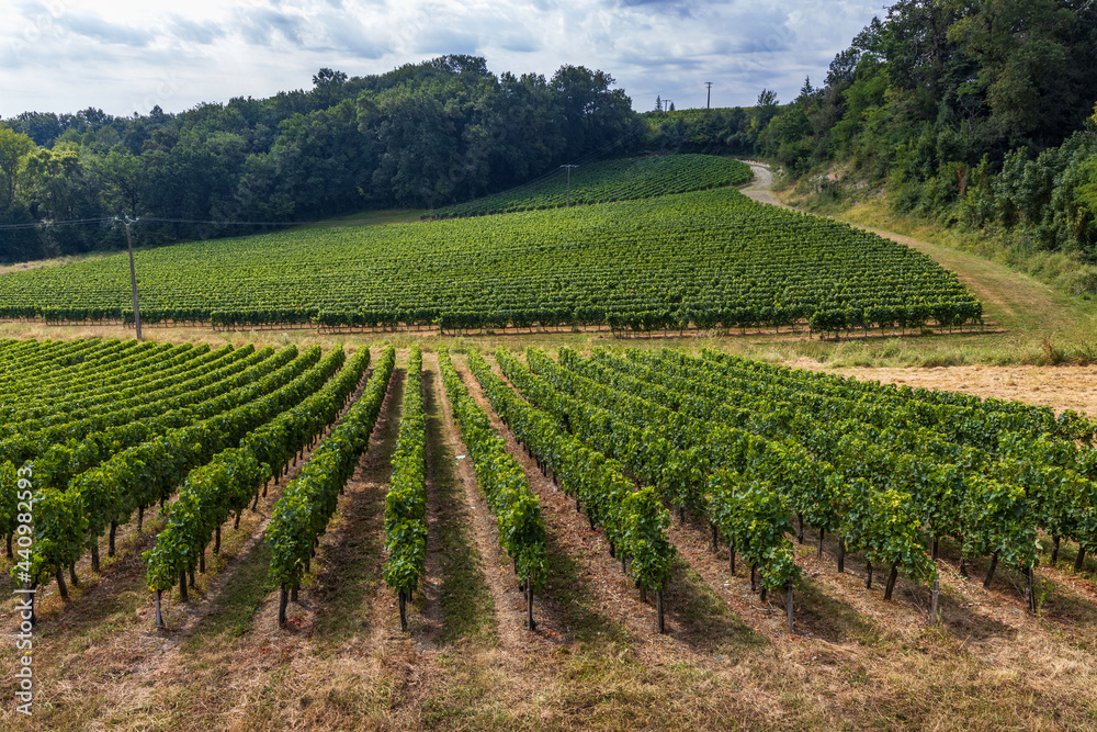 Vignes - Culture vinicole en Gironde.