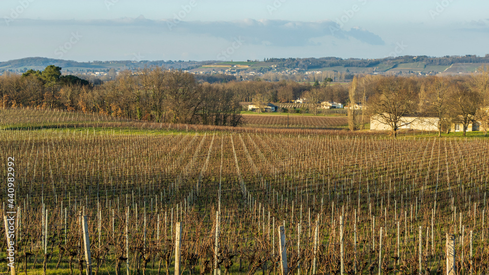 Vignes - Culture vinicole en Gironde.