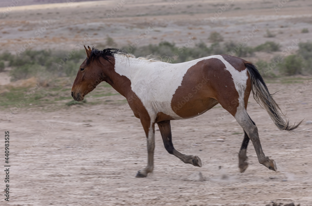 Wild Horse in the Utah Desert Wild Horse in the Utah Desert