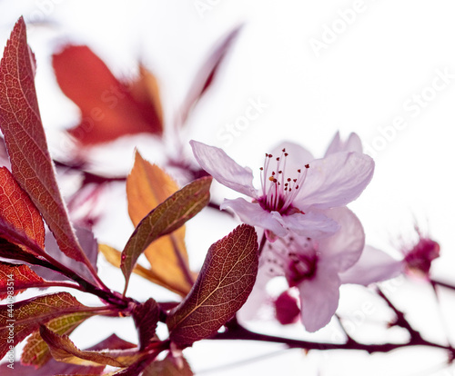 Fototapeta Naklejka Na Ścianę i Meble -  Pink cherry blossom