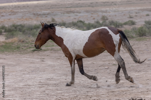 Wild Horse in the Utah Desert