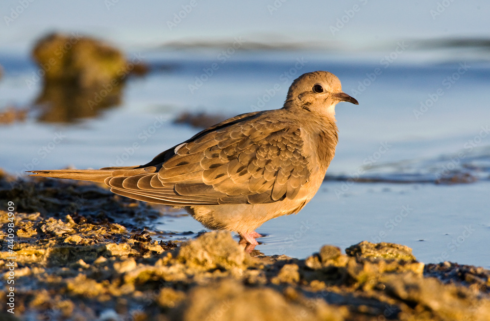 Treurduif, Mourning Dove, Zenaida macroura Treurduif, Mourning Dove, Zenaida macroura