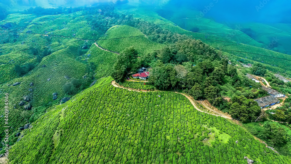 Obraz premium Munnar tea plantation most beautiful place of kerala india 