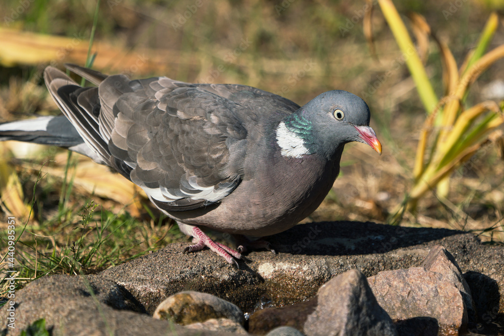 Fototapeta premium Side view of common wood pigeon on the ground ready to drink water from a bird bath