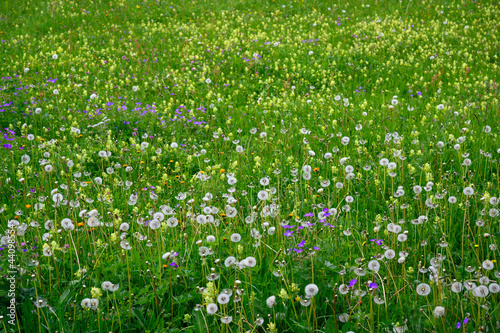 biodiverse spring meadow in Bernese Alps