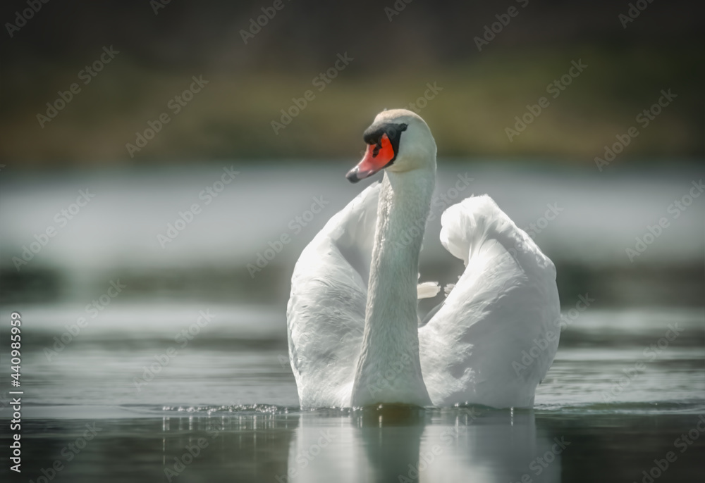 Naklejka premium Schwan auf dem See im Abendlicht