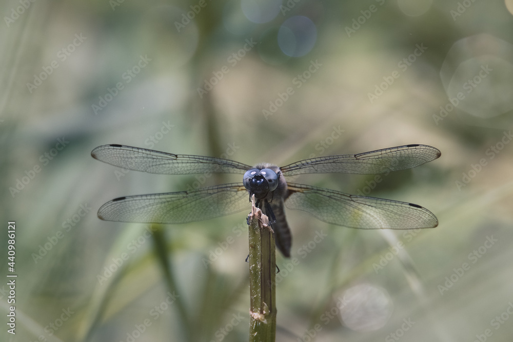 dragonfly on a branch dragonfly on a branch