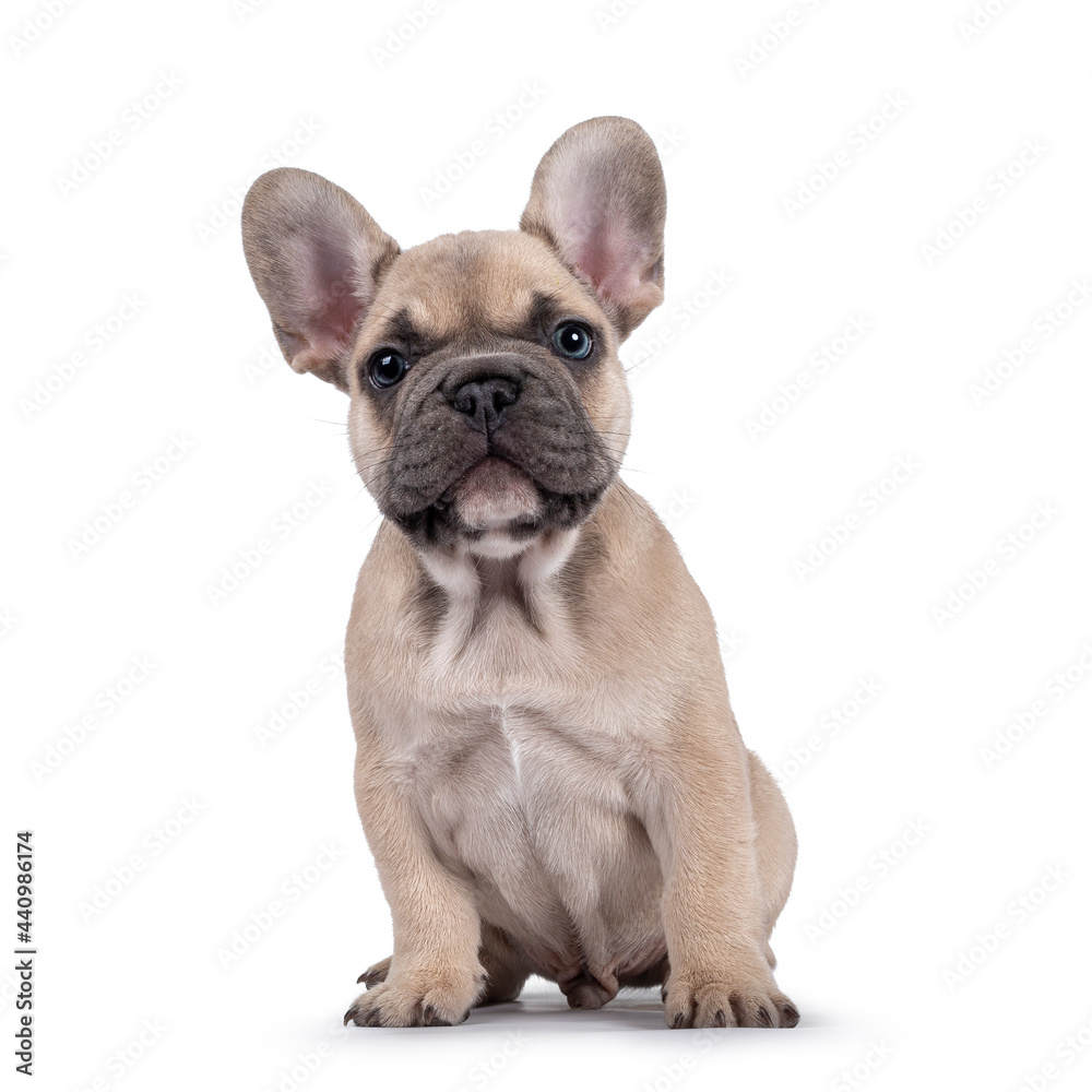 Adorable fawn French Bulldog puppy, sitting up facing front. Looking curious towards camera with blue eyes. Isolated on a white background. Adorable fawn French Bulldog puppy, sitting up facing front. Looking curious towards camera with blue eyes. Isolated on a white background.