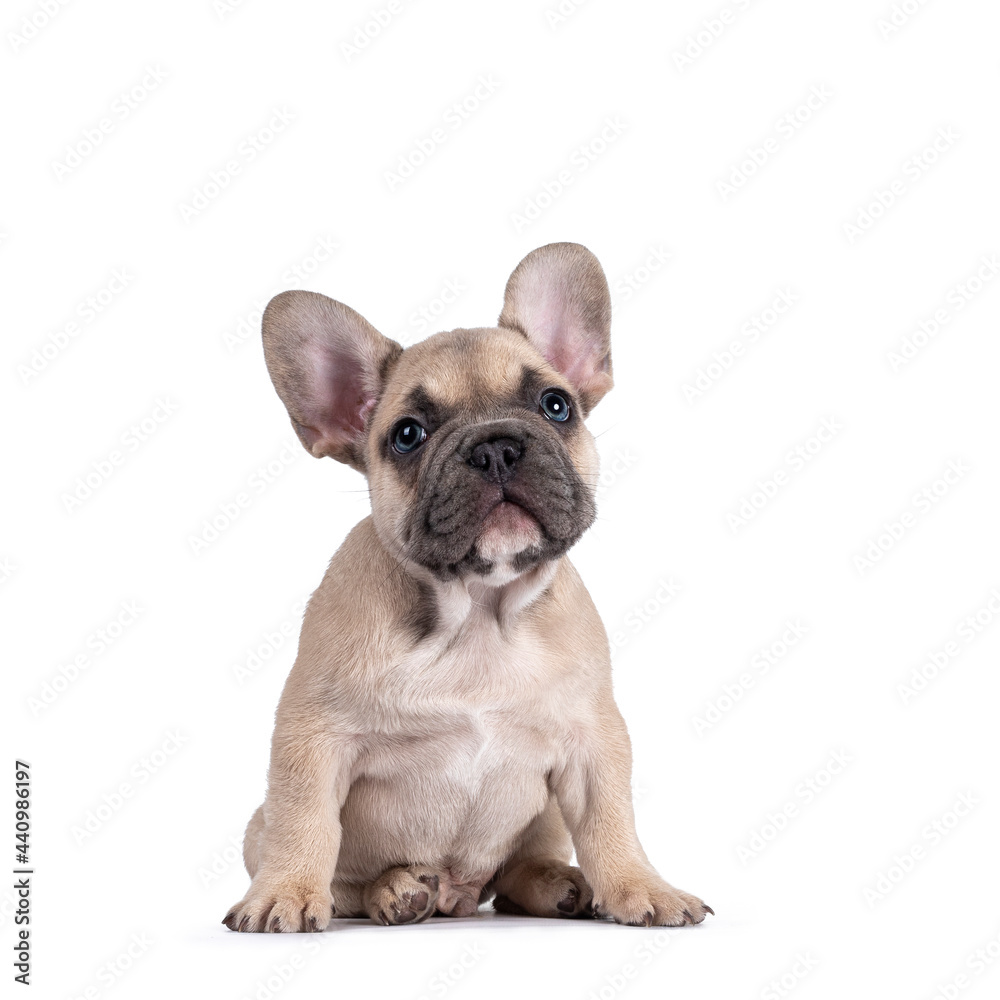 Adorable fawn French Bulldog puppy, sitting up on its ass facing front. Looking curious above camera with blue eyes. Isolated on a white background.
