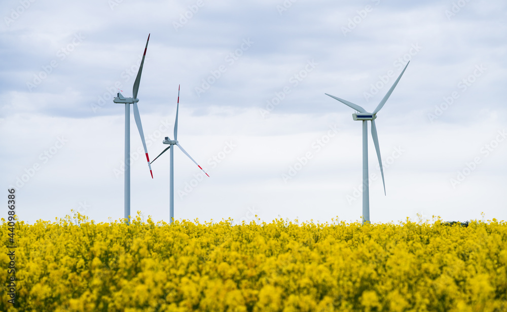 wind turbines in blooming rapeseed field wind turbines in blooming rapeseed field