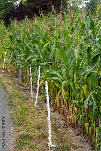 Corn Field 