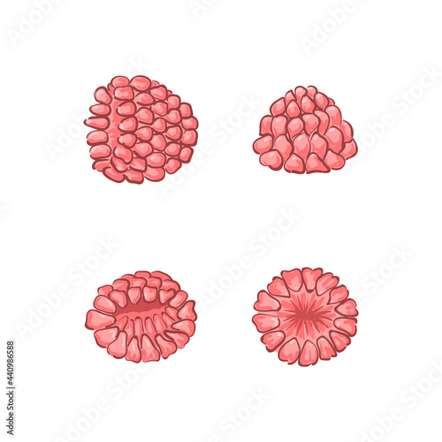 Raspberry seamless pattern. White background. Cartoon style. Vector illustration. Hand drawn.