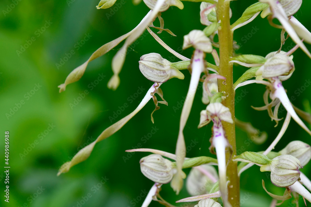 German wild orchid, Lizard orchid German wild orchid, Lizard orchid