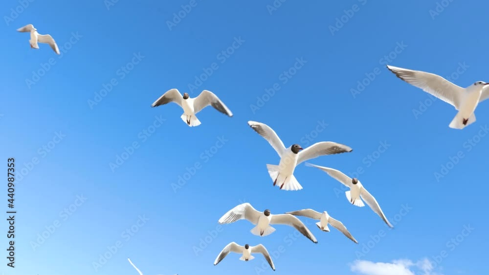 A white seagull hover soaring in the summer blue sky, bird flying in sky over coast of Baltic Sea. Slow Motion