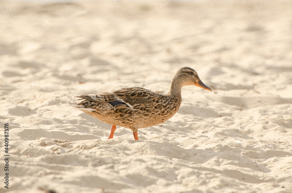 Brown wild duck walking on the sand riverside during sunny summer day, half-face duck position