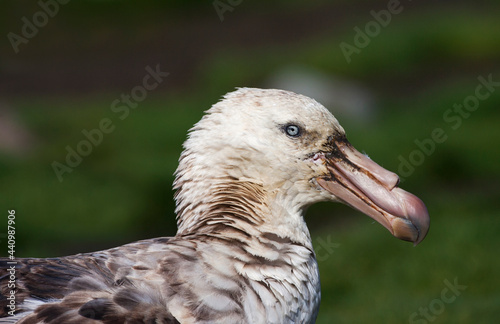 Noordelijke Reuzenstormvogel, Hall's Giant Petrel, Macronectes halli photo