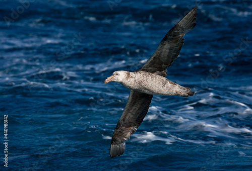 Noordelijke Reuzenstormvogel, Hall's Giant Petrel, Macronectes halli photo