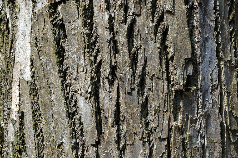 Fototapeta premium Bark of an old tree for texture background.