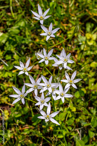 Ornithogalum flowers in the garden 