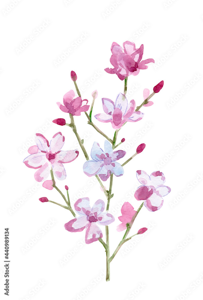 simple sketching of twig with pink flowers and buds on white background. watercolor painting