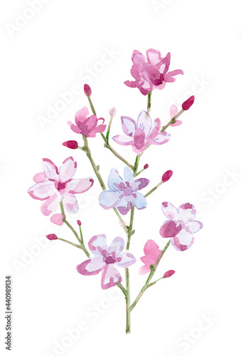 simple sketching of twig with pink flowers and buds on white background. watercolor painting © Aloksa