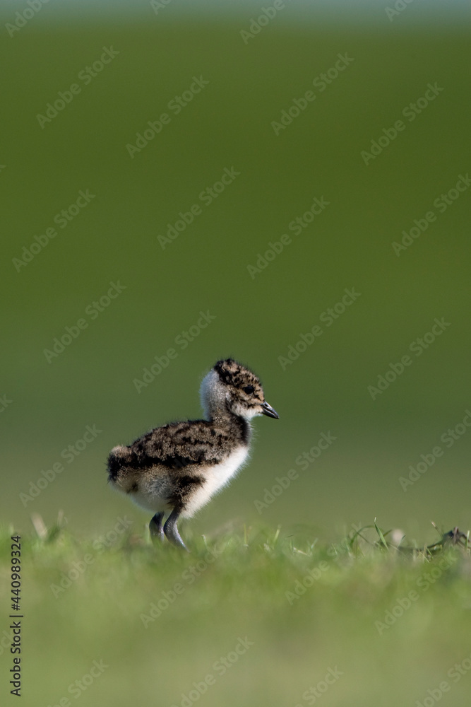 Kievit, Northern Lapwing, Vanellus vanellus Kievit, Northern Lapwing, Vanellus vanellus
