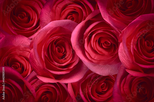 Rose Petals Background