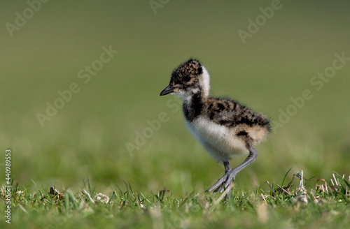 Kievit, Northern Lapwing, Vanellus vanellus photo