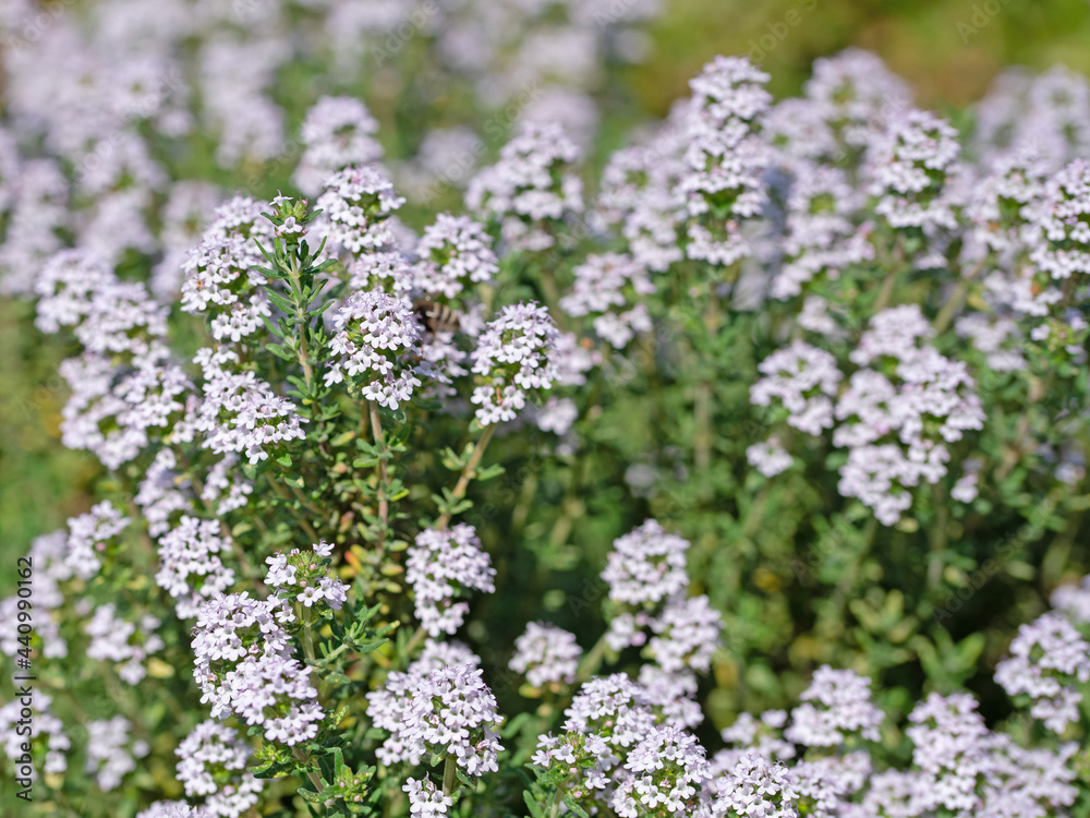 Blühender Thymian, Thymus, im Frühsommer Blühender Thymian, Thymus, im Frühsommer