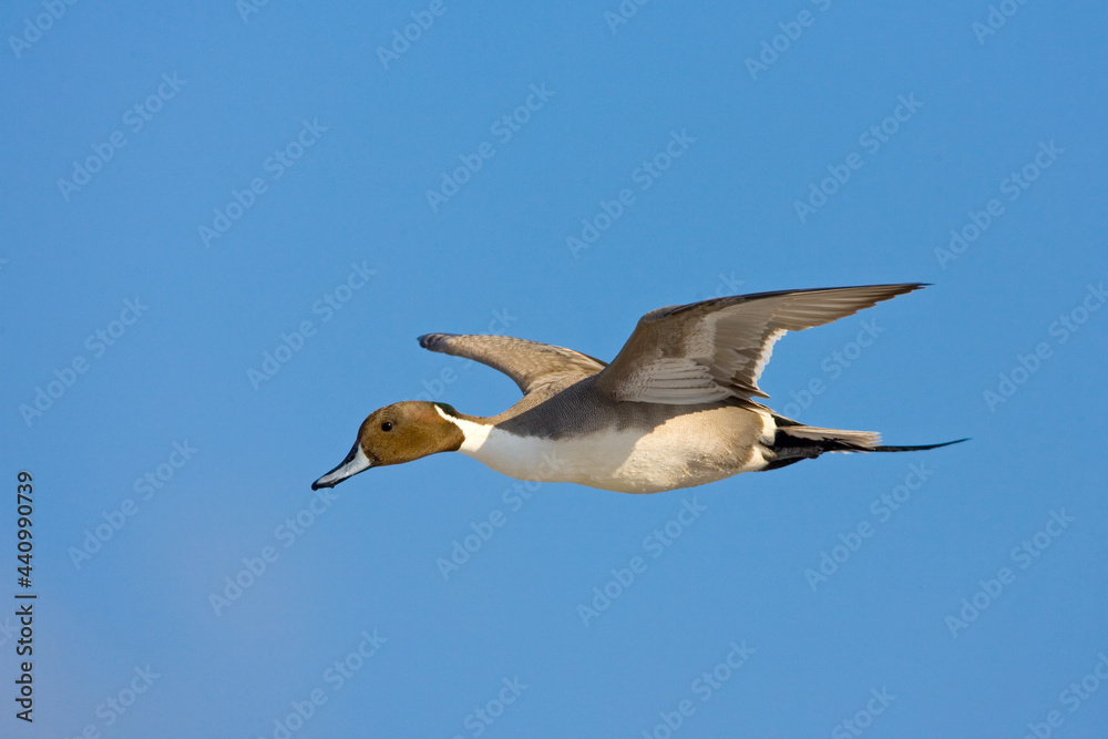 Northern Pintail, Pijlstaart, Anas acuta Northern Pintail, Pijlstaart, Anas acuta