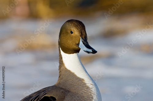 Pijlstaart, Northern Pintail, Anas acuta photo