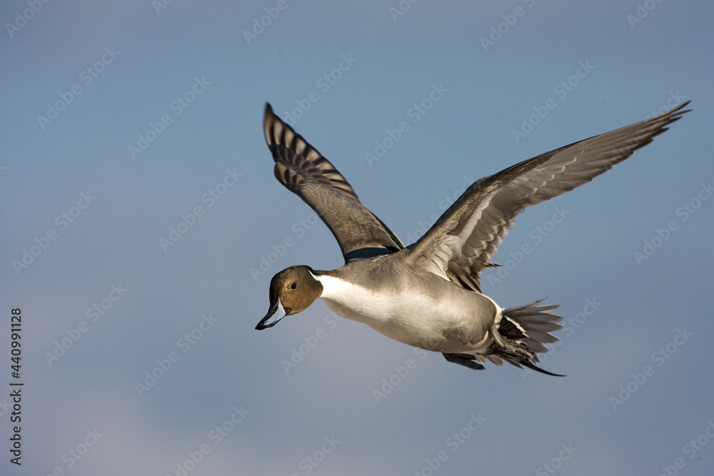 Obraz premium Northern Pintail, Pijlstaart, Anas acuta
