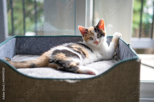 Φωτογραφία Adorable calico kitten stretched out in the sun