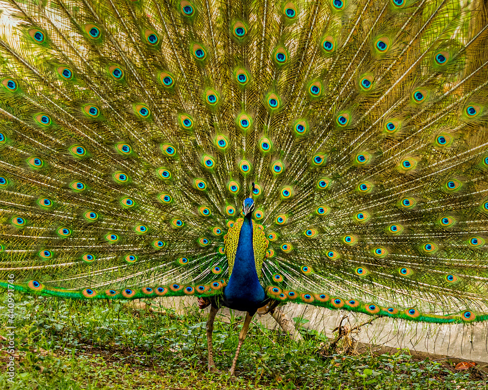 Obraz premium Dancing Peacock