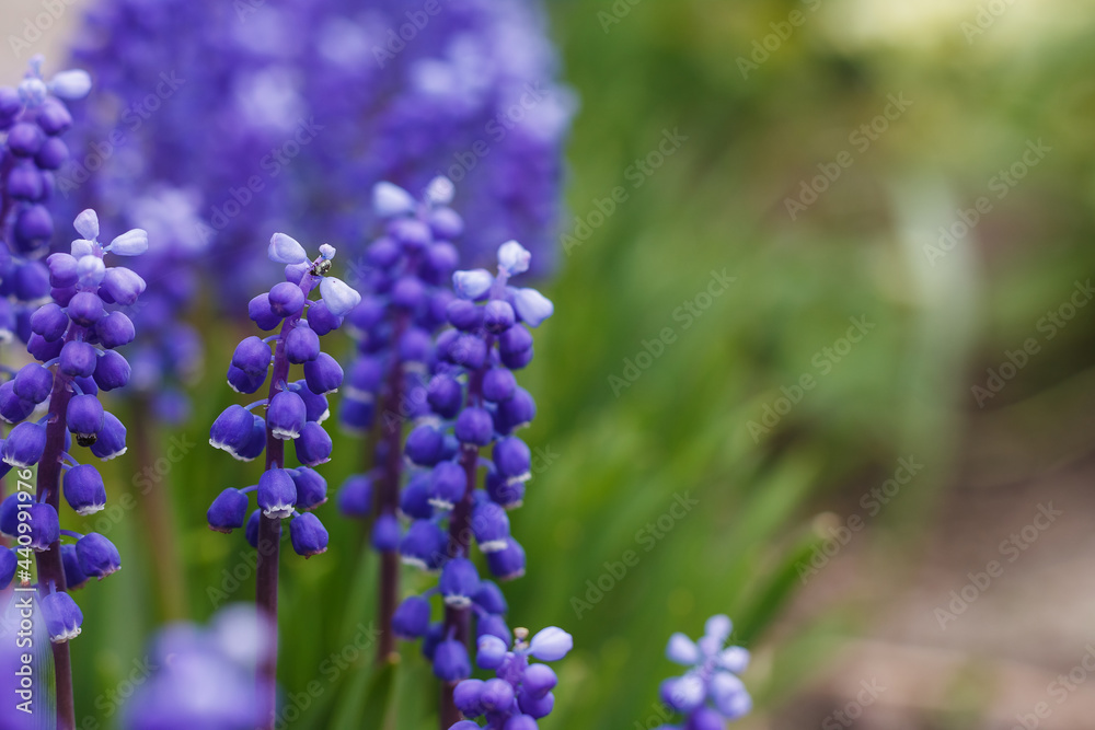 Blue muscari flower. Small depth of field Blue muscari flower. Small depth of field