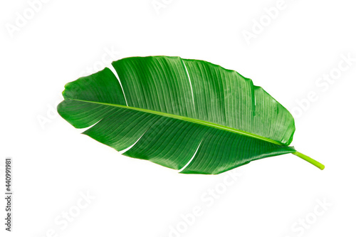 Tableau sur toile Fresh whole banana leaf isolated on white background